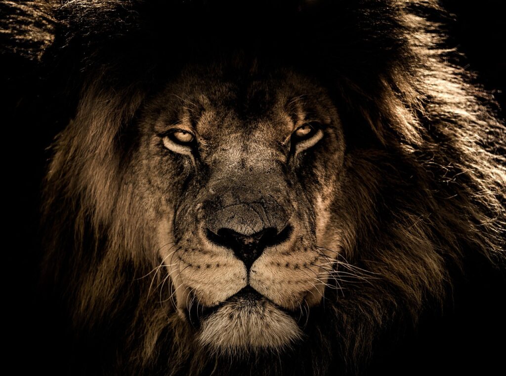 african lion, nature, wild cat, feline, mane, closeup, wildlife, wild, portrait, face, king, lion, animal, animal world, wildlife photography